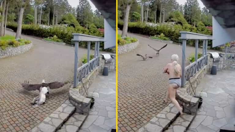 Topless mum in her undies rescues pet goose from bald eagle in crazy video Topless mum in her undies rescues pet goose from bald eagle in crazy video