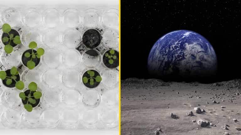 Scientist ‘astonished’ with breakthrough as Moon soil grows plants for the first time Scientist ‘astonished’ with breakthrough as Moon soil grows plants for the first time