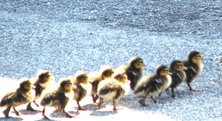 Van driver ‘crushed three ducklings to death’ because he could not wait for them to finish crossing the road Van driver ‘crushed three ducklings to death’ because he could not wait for them to finish crossing the road