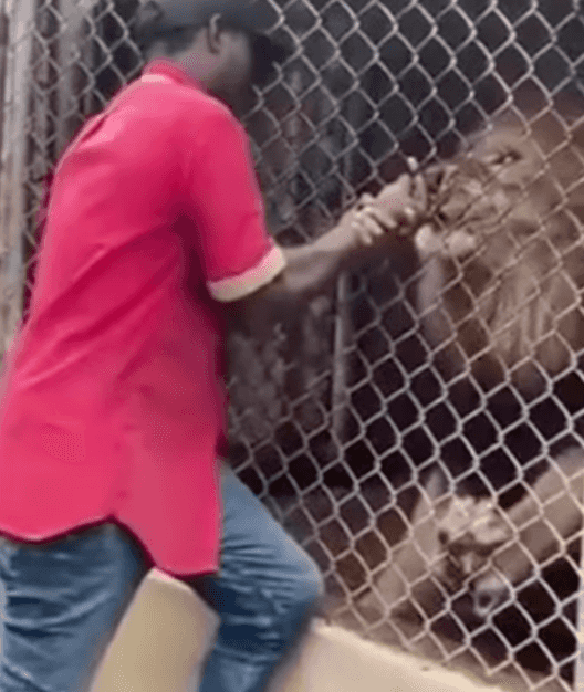 Shocking moment lion rips off man’s finger after he sticks his hand into zoo cage Shocking moment lion rips off man’s finger after he sticks his hand into zoo cage