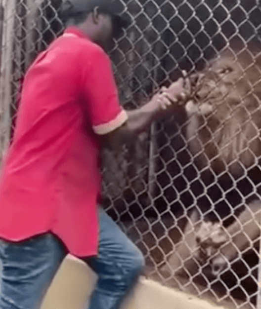 Shocking moment lion rips off man’s finger after he sticks his hand into zoo cage Shocking moment lion rips off man’s finger after he sticks his hand into zoo cage