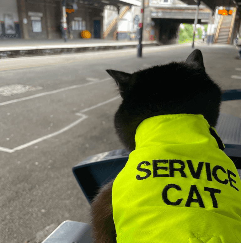 Man sues Sainsbury’s for discrimination after banning his assistance cat Chloe Man sues Sainsbury’s for discrimination after banning his assistance cat Chloe