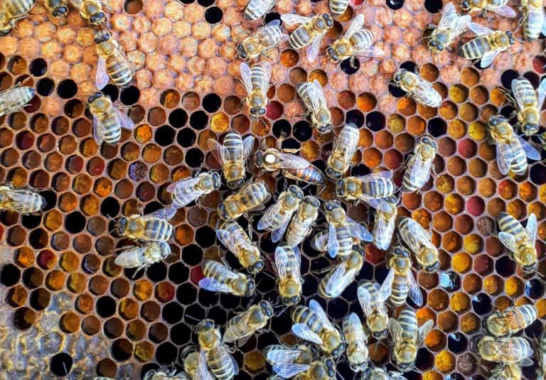 Honeybees first non-human animals to differentiate between even and odd numbers Honeybees first non-human animals to differentiate between even and odd numbers