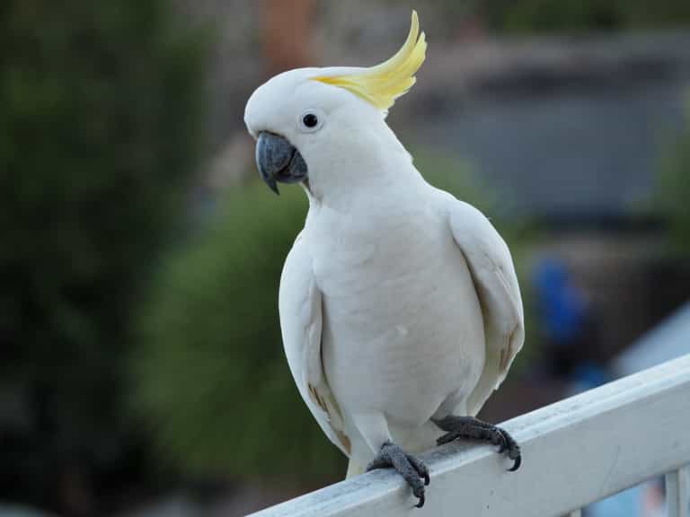 Man regrets buying cockatoo after it sings one heavy metal song repeatedly Man regrets buying cockatoo after it sings one heavy metal song repeatedly