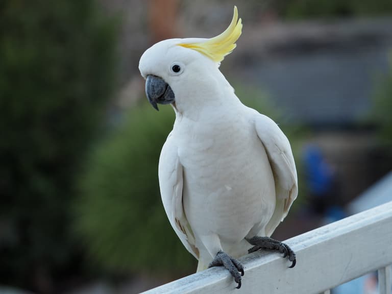 Man regrets buying cockatoo after it sings one heavy metal song repeatedly Man regrets buying cockatoo after it sings one heavy metal song repeatedly