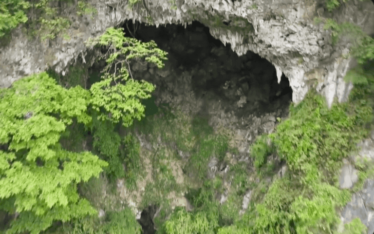 Secret sinkhole in China reveals ancient hidden forest with possible ‘new species’, scientist say Secret sinkhole in China reveals ancient hidden forest with possible ‘new species’, scientist say