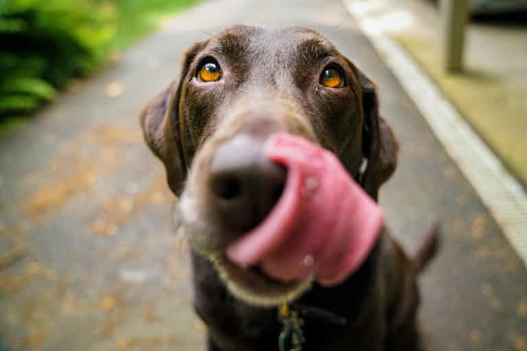 Here’s how often you should feed your dog – the results even surprised scientists Here’s how often you should feed your dog – the results even surprised scientists