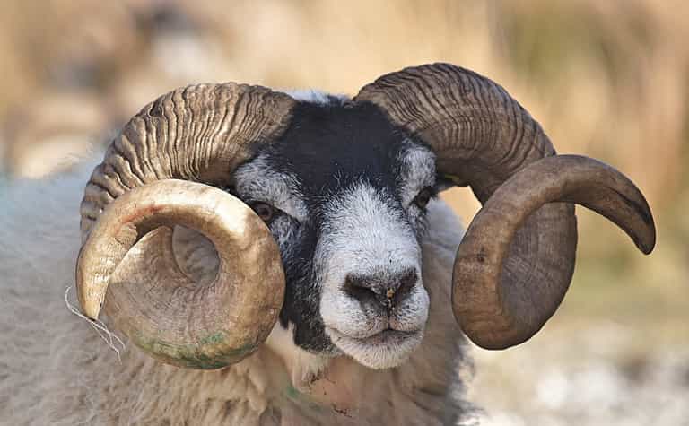 Sheep sentenced to three years in military prison camp for killing woman Sheep sentenced to three years in military prison camp for killing woman