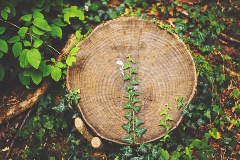 Woman missing for over week in dense forest found sitting on tree singing ‘Amazing Grace’ Woman missing for over week in dense forest found sitting on tree singing ‘Amazing Grace’