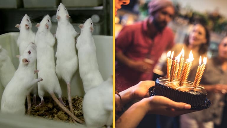 Rats listen to ‘Happy Birthday’ song for three weeks, for science Rats listen to ‘Happy Birthday’ song for three weeks, for science