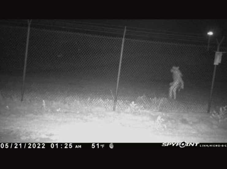 Mystery creature seen walking upright outside US Zoo sparks fierce debate Mystery creature seen walking upright outside US Zoo sparks fierce debate