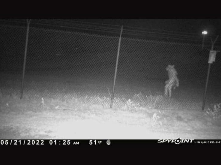 Mystery creature seen walking upright outside US Zoo sparks fierce debate Mystery creature seen walking upright outside US Zoo sparks fierce debate