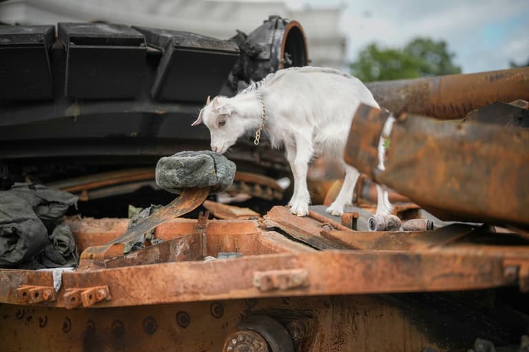 Goat triggers boobytrap injuring 40 Russian soldiers who had just planted cache of grenades Goat triggers boobytrap injuring 40 Russian soldiers who had just planted cache of grenades