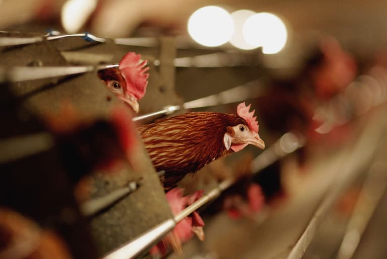 Farm feeding chickens cannabis instead of antibiotics proving popular with organic shoppers Farm feeding chickens cannabis instead of antibiotics proving popular with organic shoppers