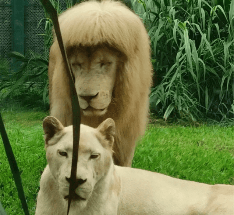 Chinese zookeepers forced to defend lion’s haircut – insist they did not give it ‘bangs’ Chinese zookeepers forced to defend lion’s haircut – insist they did not give it ‘bangs’