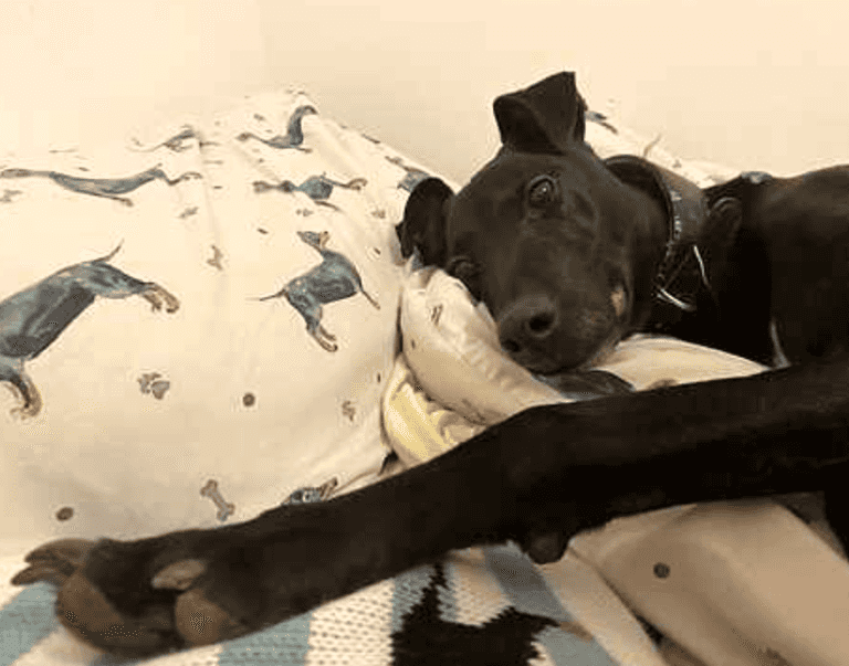 ‘UK’s most unwanted dog’ has spent more than seven years in kennels and ‘rarely gets asked after’ ‘UK’s most unwanted dog’ has spent more than seven years in kennels and ‘rarely gets asked after’