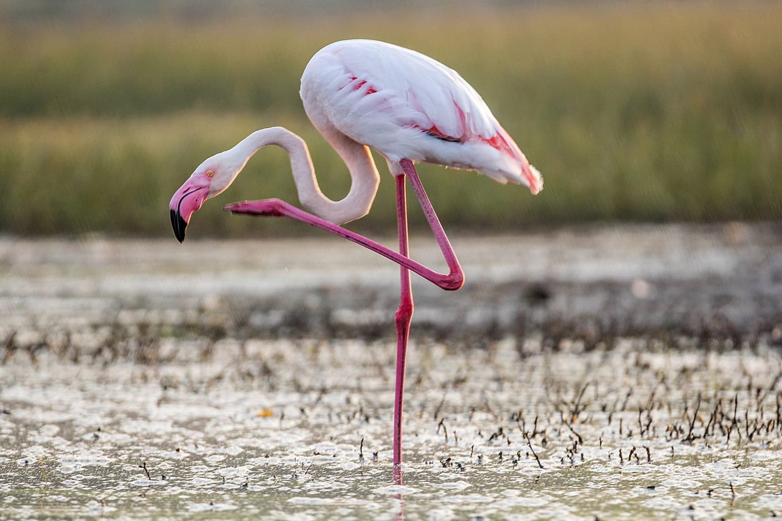‘Flamingo test’ reveals your likelihood of dying within 7 years