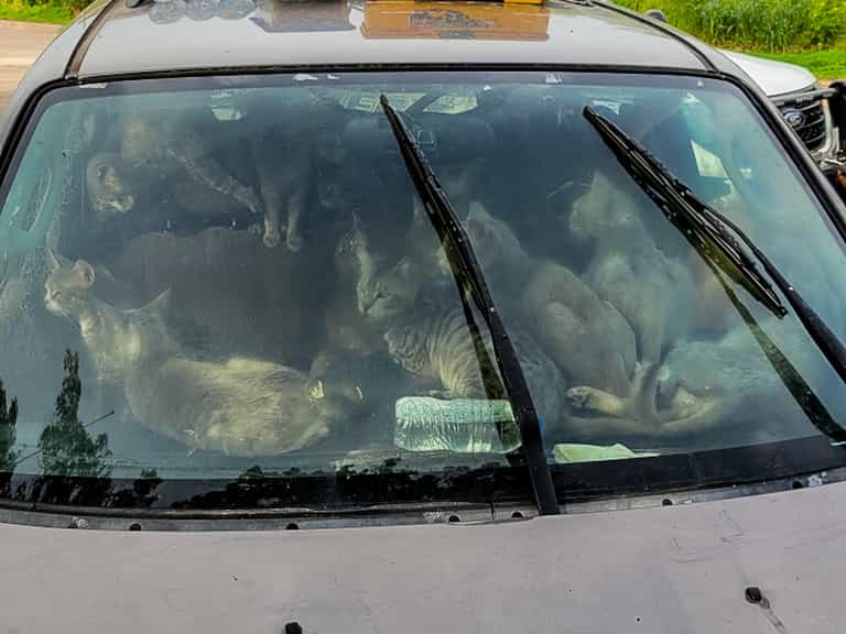 Man found living in his car with 47 cats during sweltering temperatures Man found living in his car with 47 cats during sweltering temperatures