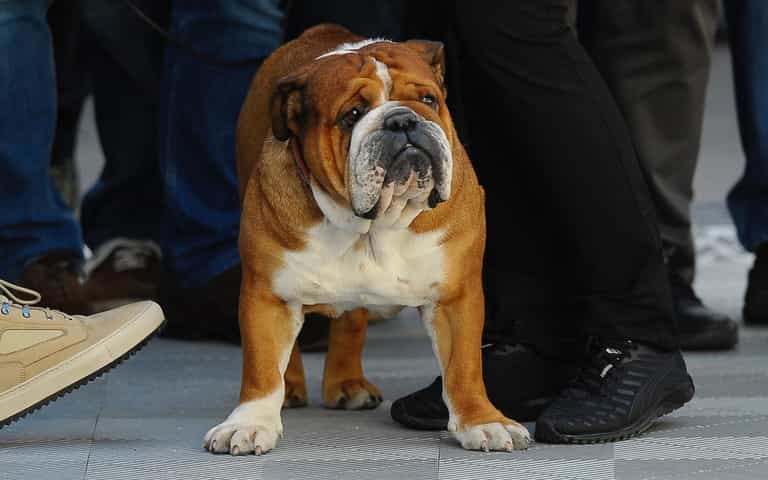 Vets ask people to ‘stop and think’ before buying an English bulldog or flat-faced breed Vets ask people to ‘stop and think’ before buying an English bulldog or flat-faced breed