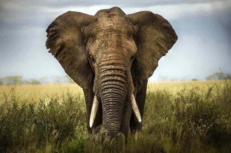 Elephant tramples woman to death then turns up at funeral and attacks her corpse Elephant tramples woman to death then turns up at funeral and attacks her corpse