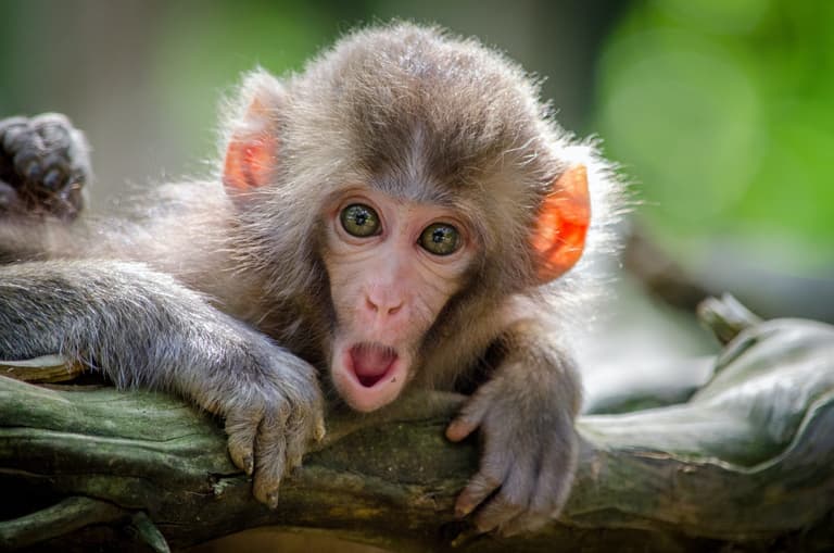 Monkeys given their own versions of Netflix and Spotify to see what happened Monkeys given their own versions of Netflix and Spotify to see what happened