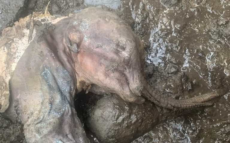 Mummified baby mammoth found almost perfectly preserved in Canada Mummified baby mammoth found almost perfectly preserved in Canada