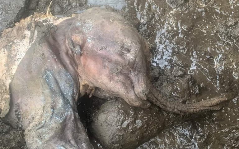 Mummified baby mammoth found almost perfectly preserved in Canada Mummified baby mammoth found almost perfectly preserved in Canada