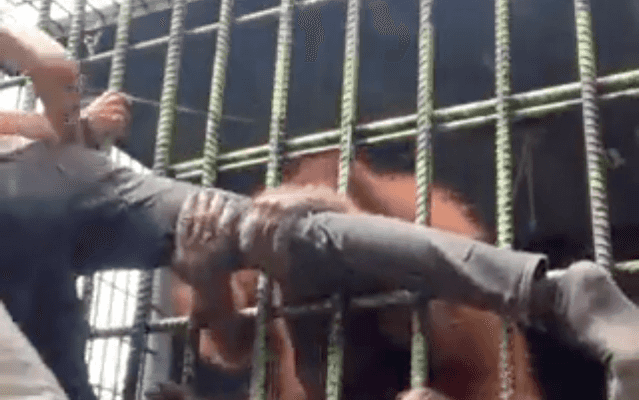 Angry orangutan almost breaks man’s leg grabbing him from inside cage Angry orangutan almost breaks man’s leg grabbing him from inside cage