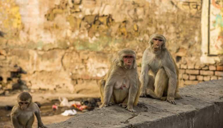 Monkey hurls newborn baby off three storey roof to his death in front of horrified parents Monkey hurls newborn baby off three storey roof to his death in front of horrified parents