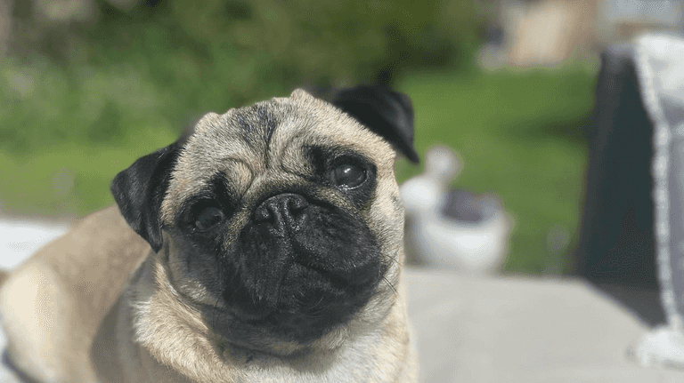 Dog dies after being left in a hot van on couple’s ‘nightmare’ wedding day Dog dies after being left in a hot van on couple’s ‘nightmare’ wedding day