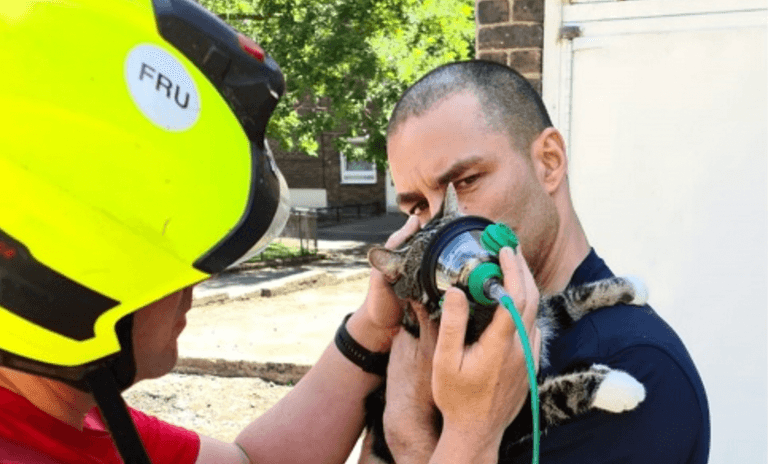 Cat becomes first to be saved after fire fighters start carrying pet oxygen masks Cat becomes first to be saved after fire fighters start carrying pet oxygen masks