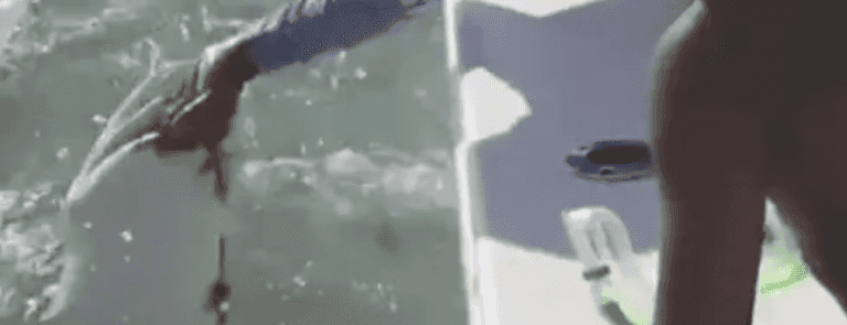 Fisherman fights shark as he tries to get his finger back- ‘I lost my goddamn pinky’ Fisherman fights shark as he tries to get his finger back- ‘I lost my goddamn pinky’