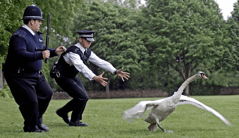 UK Police given swan handling lessons – after years of viral videos showing bungled attempts UK Police given swan handling lessons – after years of viral videos showing bungled attempts