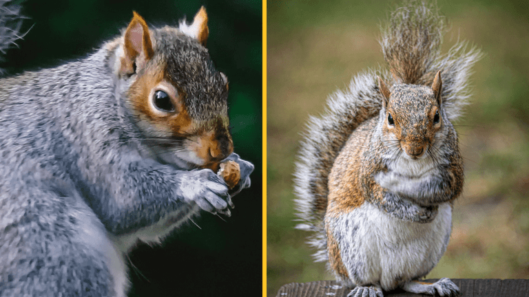 Squirrels have turned carnivorous and no one knows why Squirrels have turned carnivorous and no one knows why