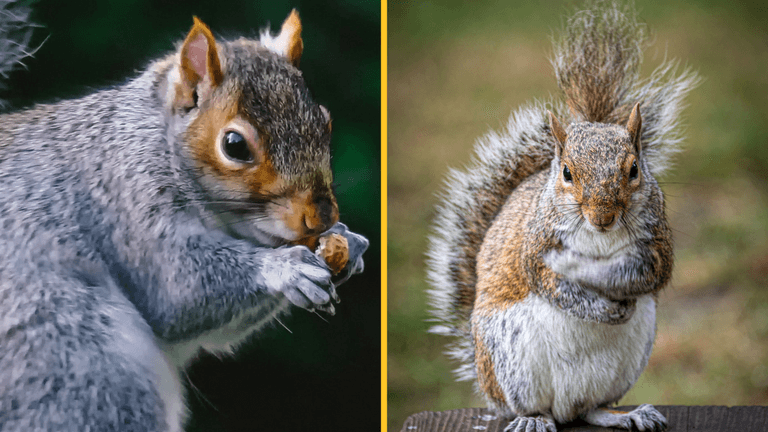 Squirrels have turned carnivorous and no one knows why Squirrels have turned carnivorous and no one knows why