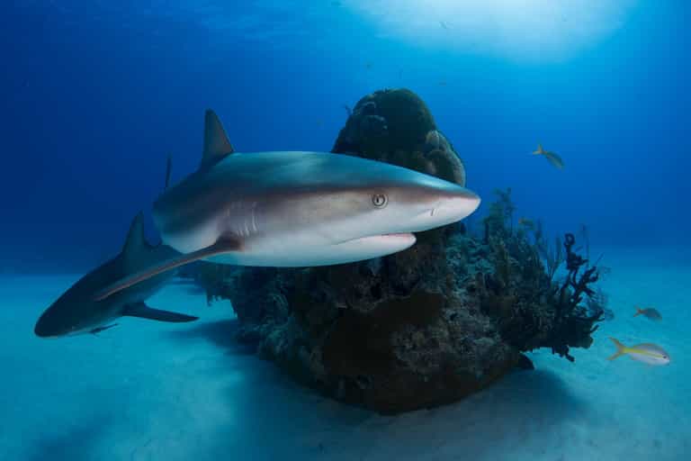 Swimmers turn on shark and attack it with mop as it approaches beach Swimmers turn on shark and attack it with mop as it approaches beach