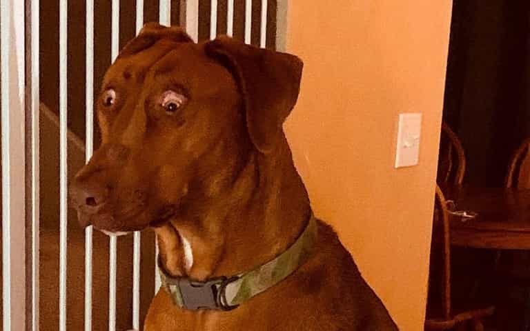 Dog born with birth defect makes her look permanently surprised Dog born with birth defect makes her look permanently surprised