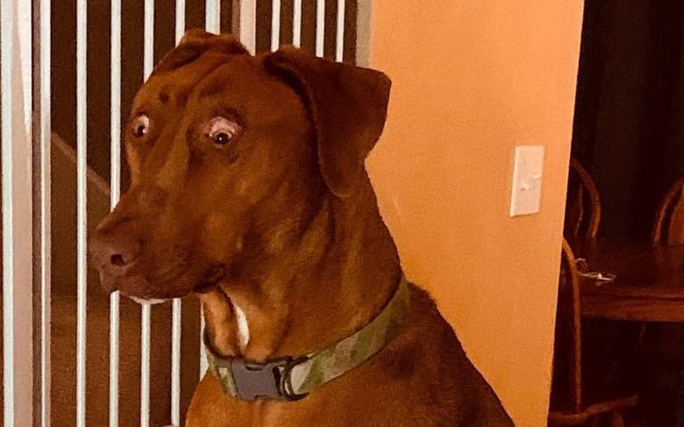 Dog born with birth defect makes her look permanently surprised Dog born with birth defect makes her look permanently surprised