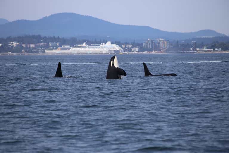 Rare footage of three orcas killing a great shark for its liver, supports popular theory Rare footage of three orcas killing a great shark for its liver, supports popular theory