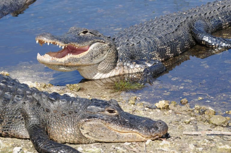 Elderly woman killed by alligators after falling into country club pond Elderly woman killed by alligators after falling into country club pond