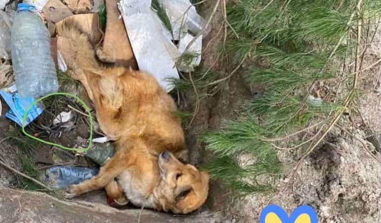 Putin’s troops ‘booby-trapped’ beaten dog with bomb in terror bid – but the pooch survived Putin’s troops ‘booby-trapped’ beaten dog with bomb in terror bid – but the pooch survived
