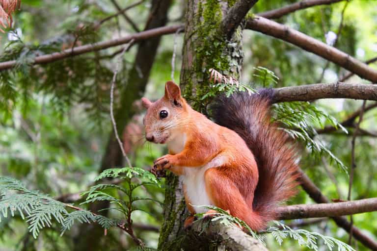 Researchers want to give grey squirrels contraception to stop overpopulation Researchers want to give grey squirrels contraception to stop overpopulation