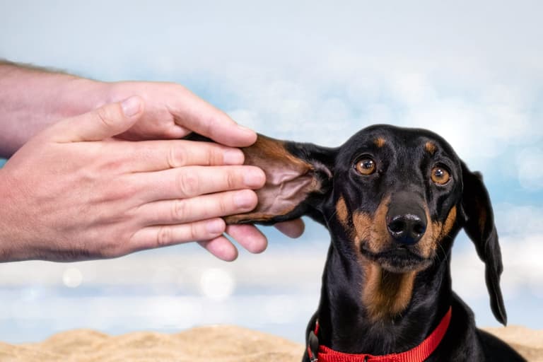 A hotel booking platform is urging Brits to use suncream this summer… on their dogs A hotel booking platform is urging Brits to use suncream this summer… on their dogs
