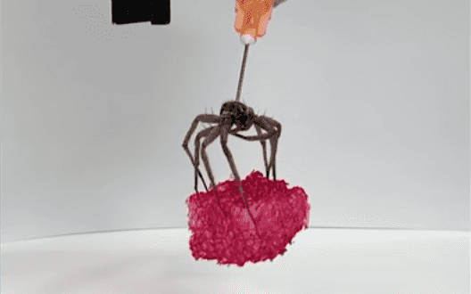 Scientists ‘reanimate’ dead spiders to create robot gripping claws Scientists ‘reanimate’ dead spiders to create robot gripping claws