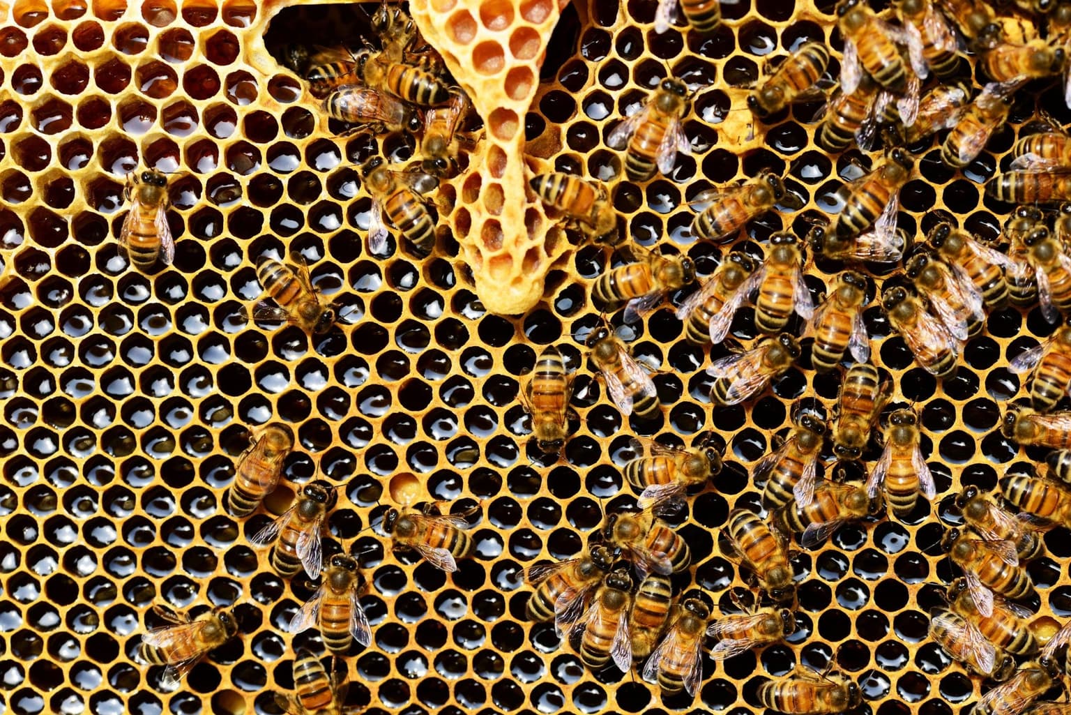 Bees may ejaculate themselves to death if heatwave reaches 42C