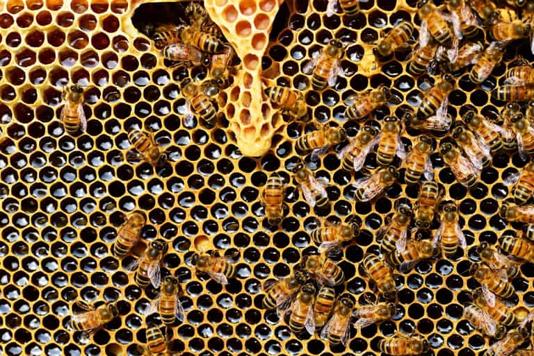 Bees may ejaculate themselves to death if heatwave reaches 42C Bees may ejaculate themselves to death if heatwave reaches 42C