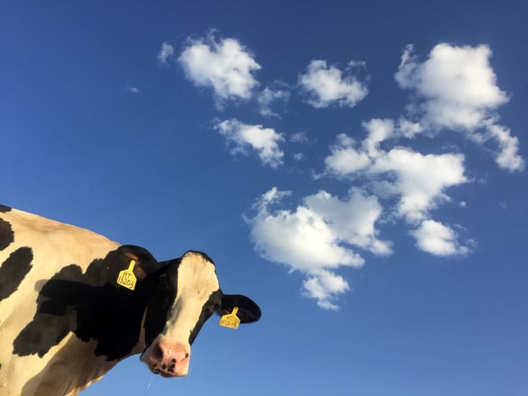 Man escapes from inside dead cow by crawling out its bum in ‘incredibly difficult’ stunt Man escapes from inside dead cow by crawling out its bum in ‘incredibly difficult’ stunt