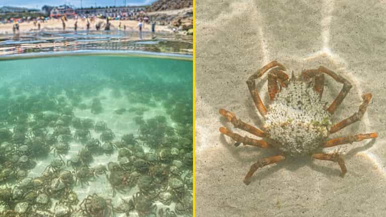 Tourists left ‘squealing’ as thousands of venomous crabs invade UK beach Tourists left ‘squealing’ as thousands of venomous crabs invade UK beach