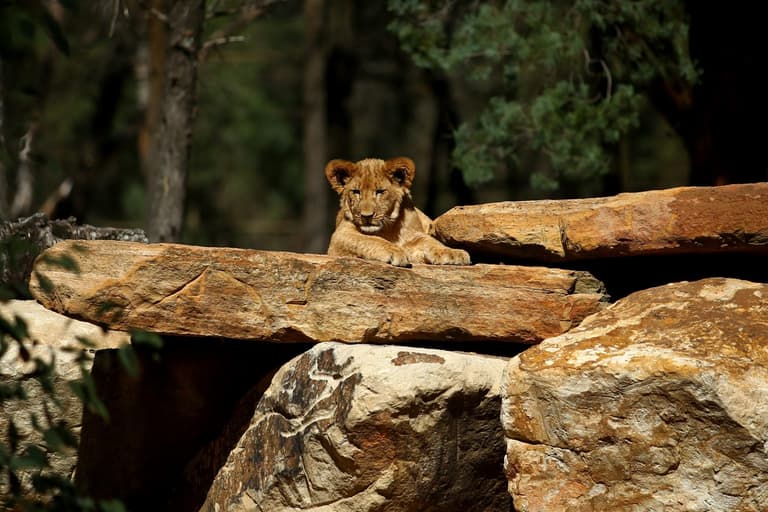 Man mauled to death by a lion after jumping zoo fence to try and ‘steal a cub’ Man mauled to death by a lion after jumping zoo fence to try and ‘steal a cub’