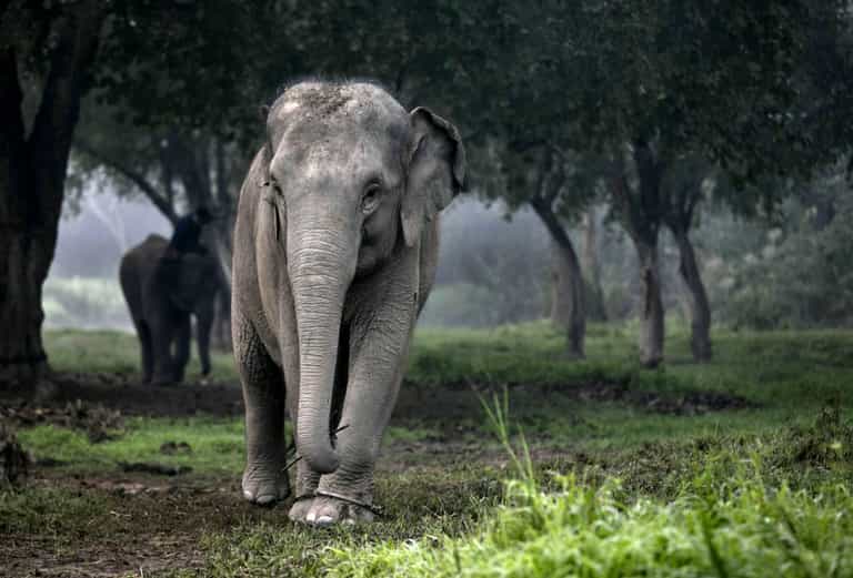 Elephant rips handler in half after heavy work and heat makes it ‘go crazy’ Elephant rips handler in half after heavy work and heat makes it ‘go crazy’